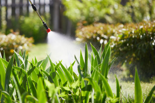 24/7 Emergency Termite Control experts in Quitman, TX